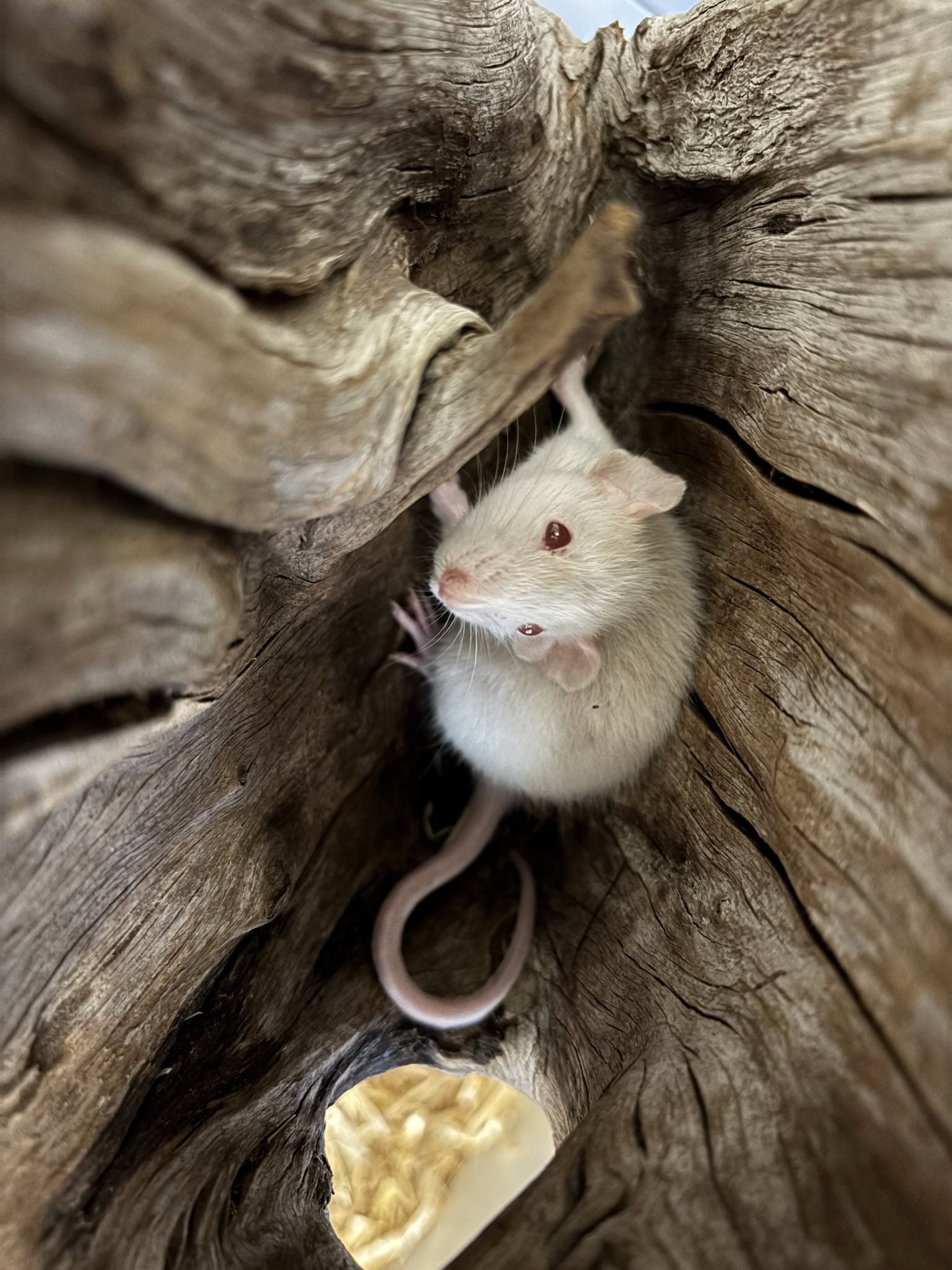 Ratten_signal-2025-06-19-15-28-26-804-3.jpg